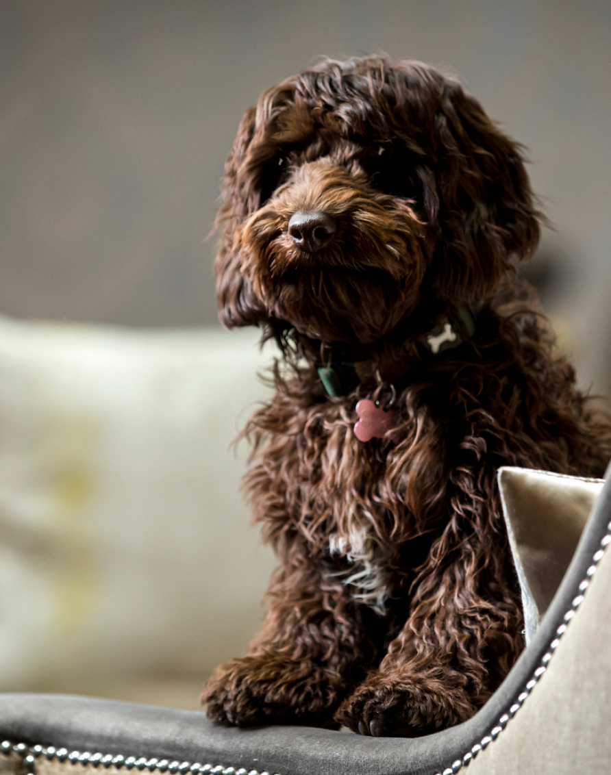 Crosssell Desktop Primary CTA Dog