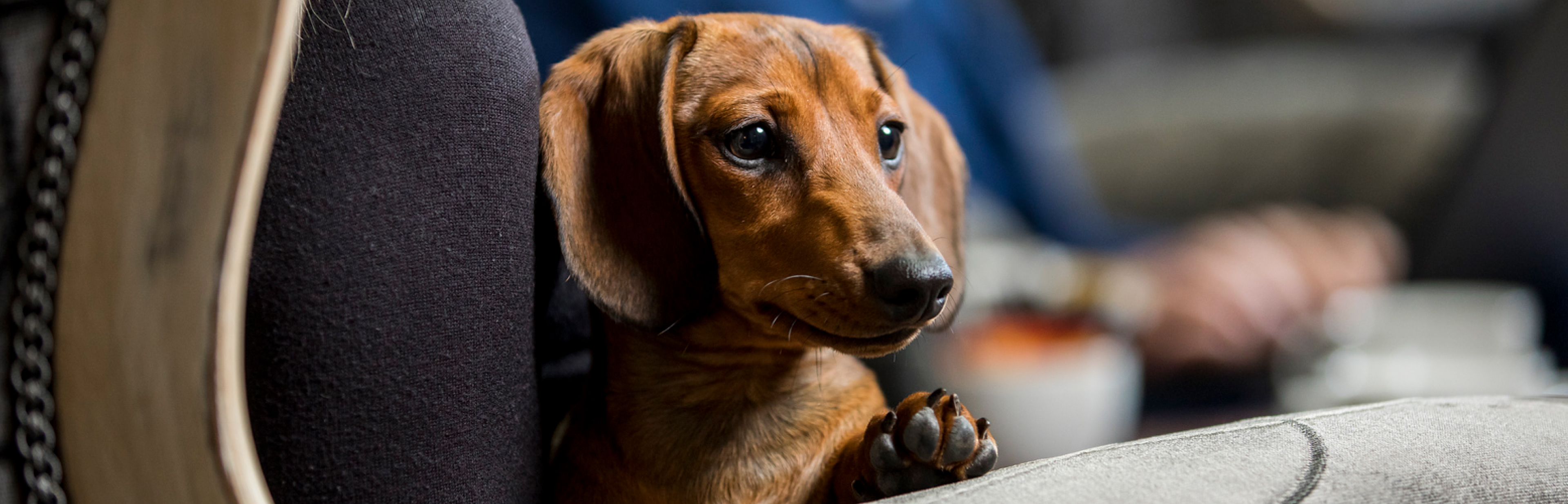 Inner Desktop Banner